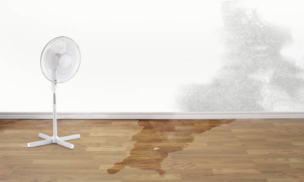 Best Mold removal after water damage  in Mono Vista, CA
